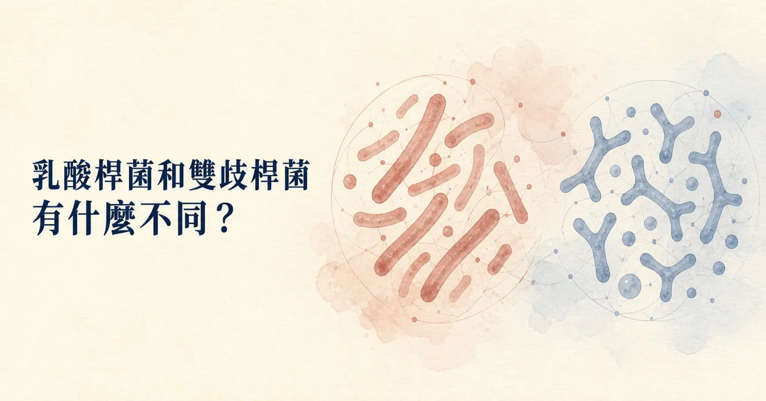 乳酸桿菌和雙歧桿菌有什麼不同？