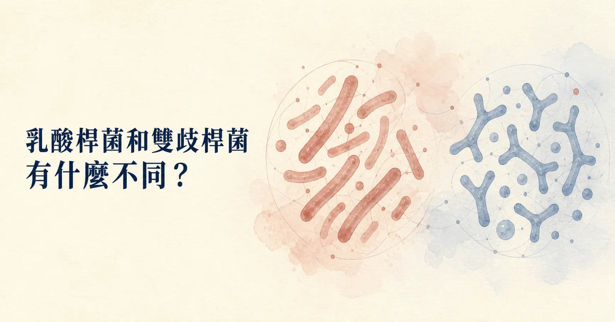 乳酸桿菌和雙歧桿菌有什麼不同？